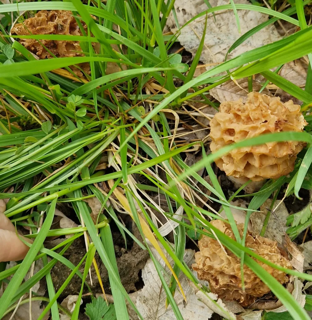 Morilles dans champ