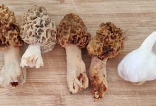 Morilles sur table