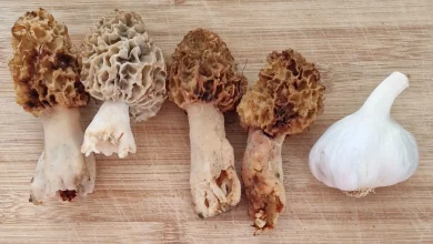 Morilles sur table