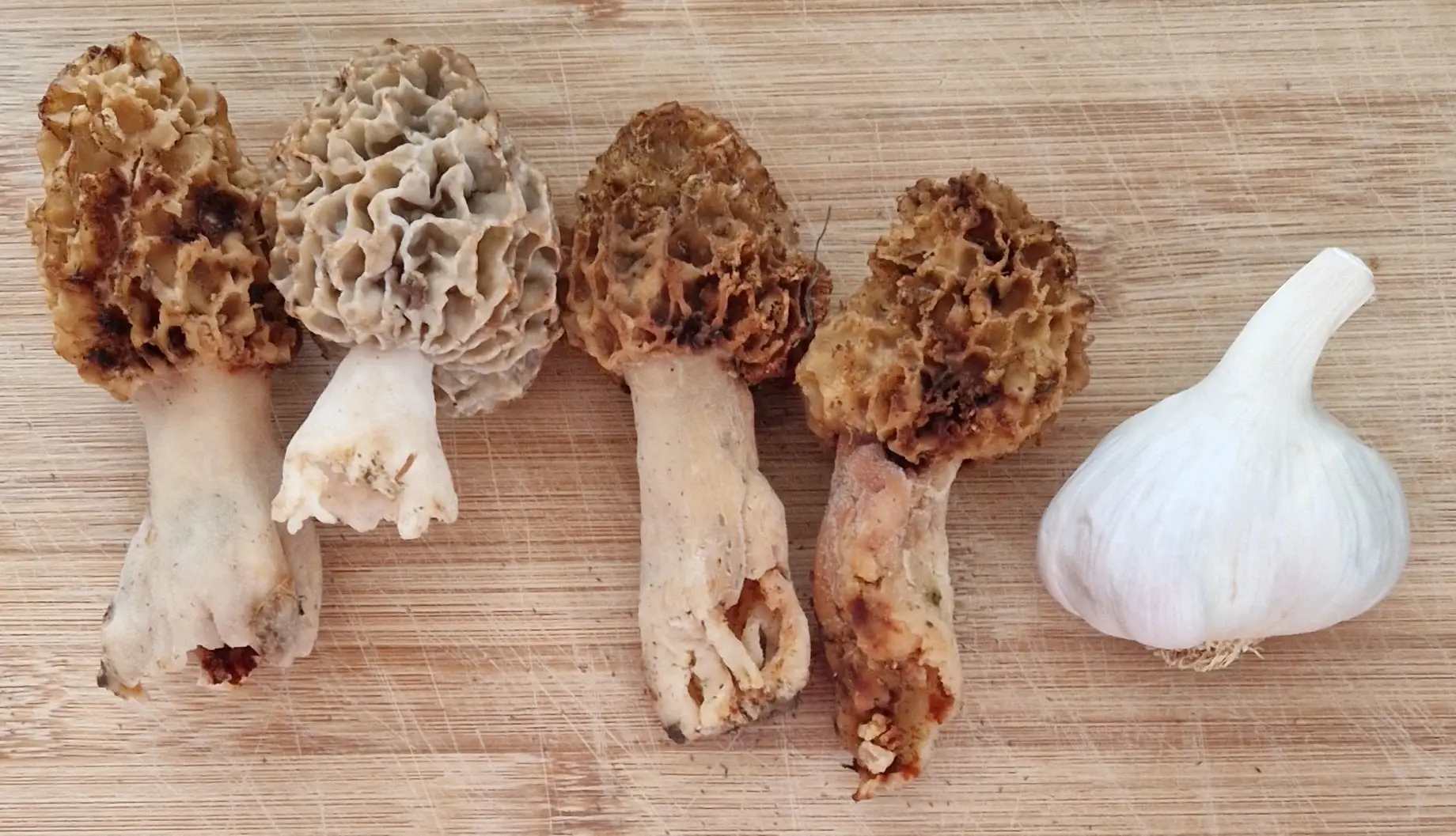 Morilles sur table