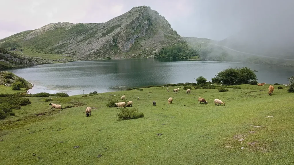 Lac de convadonga avec chevaux et vaches en liberte