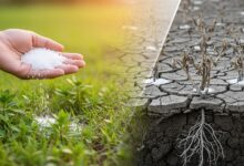 Comparaison avant-après : main versant du gros sel sur sol verdoyant à gauche, sol craquelé avec plantes mortes et racines desséchées à droite