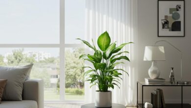 Espace moderne éclairé naturellement avec un Spathiphyllum sur une table, évoquant la purification de l'air.